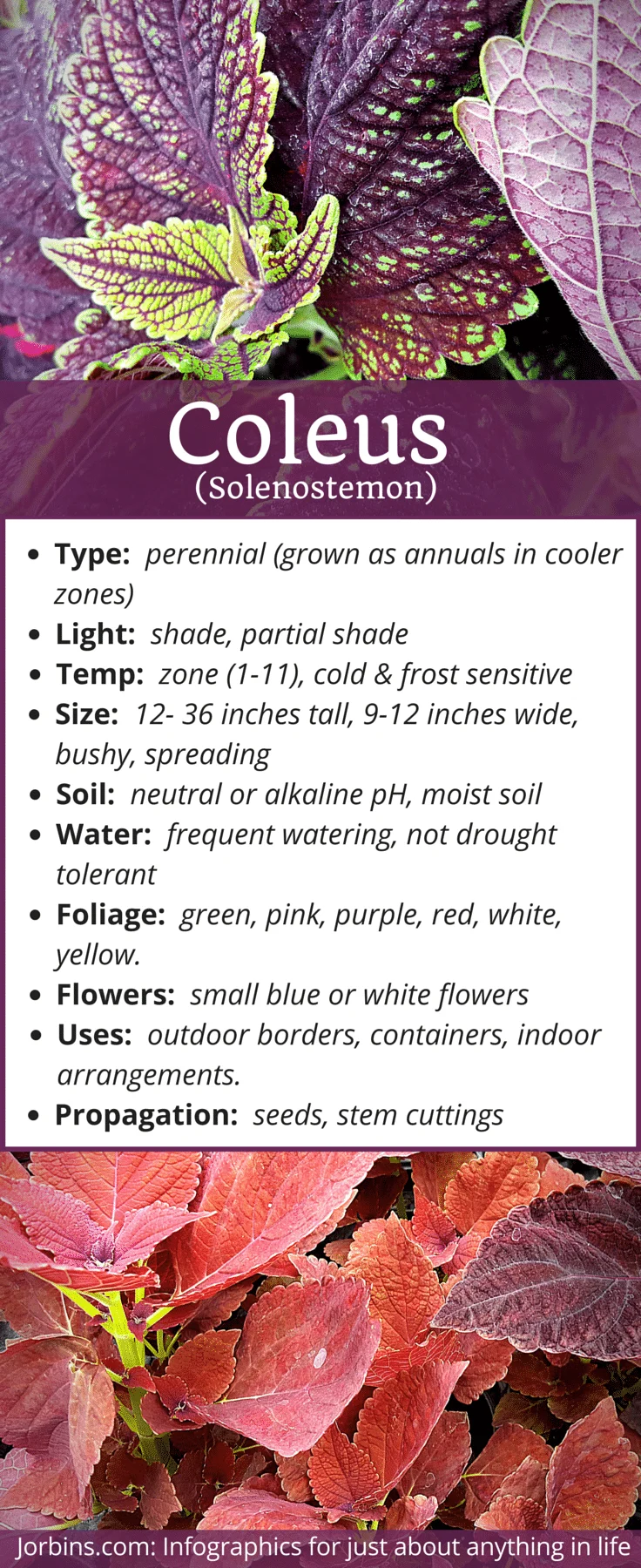 With it’s eye catching mixture of leaf colors, the Coleus (Solenostemon) is a perfect plant for shaded garden borders, containers, and flower arrangements.
