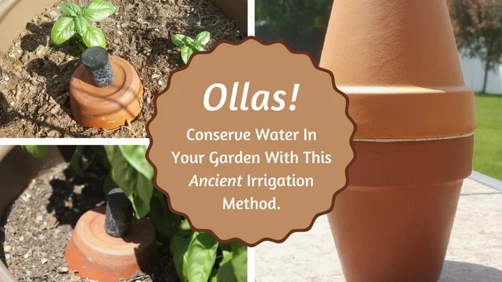 Irrigation Ollas - Clay Pots for Deep Seep Watering ~ Low