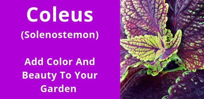 Coleus Solenostemon Add color And Beauty To Your Garden