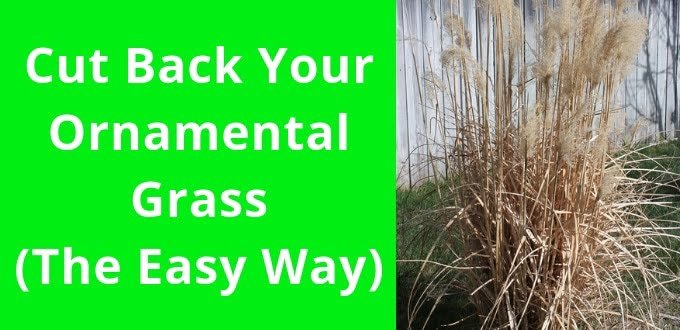 Cut Back Ornamental Grass
