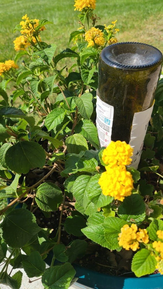 Image of a Lantana being watered by a terracotta watering spike with a wine bottle.