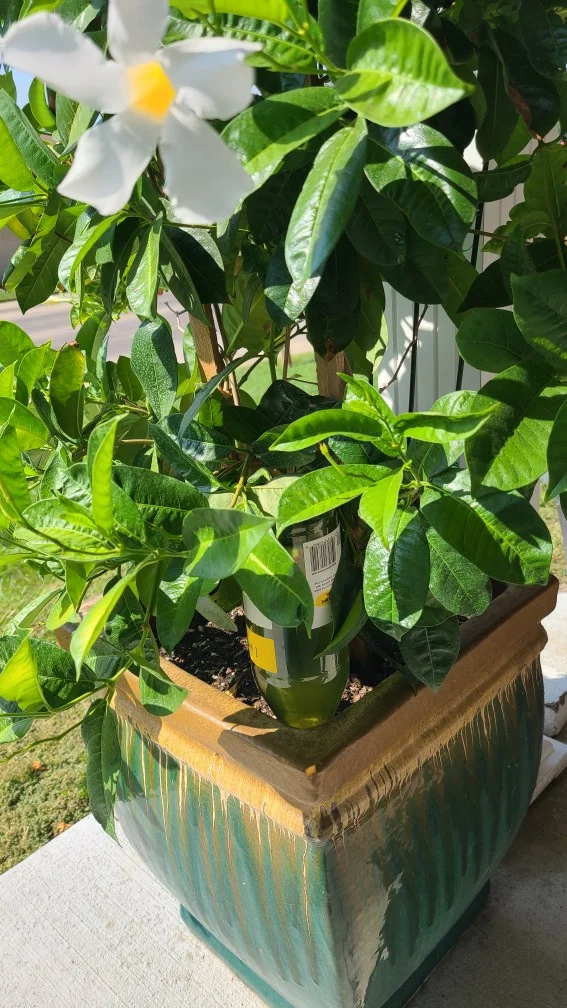 Image of a white Mandevilla being watered by a terracotta watering spike and wine bottle.