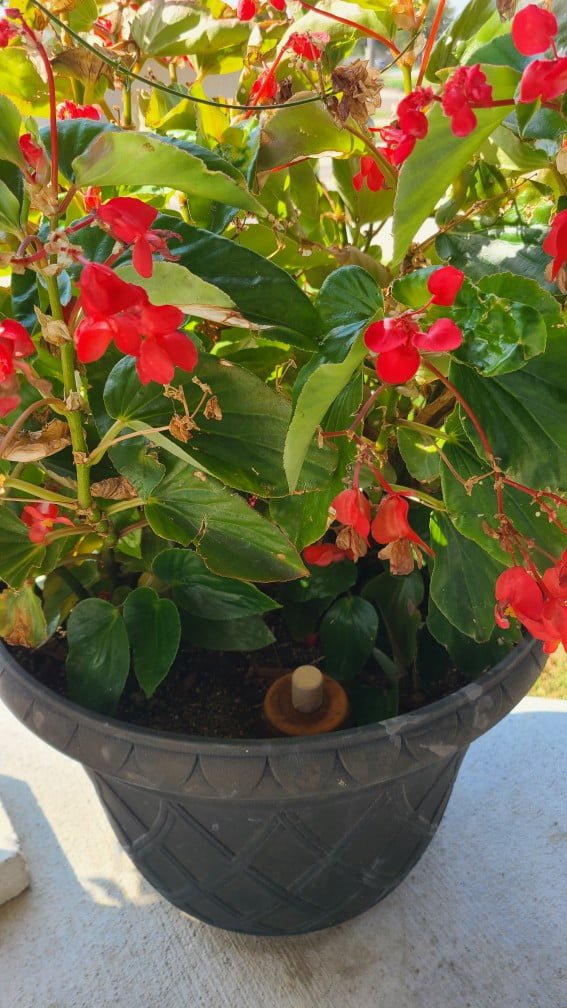 Image of an olla in a second Dragon Wing Begonia.
