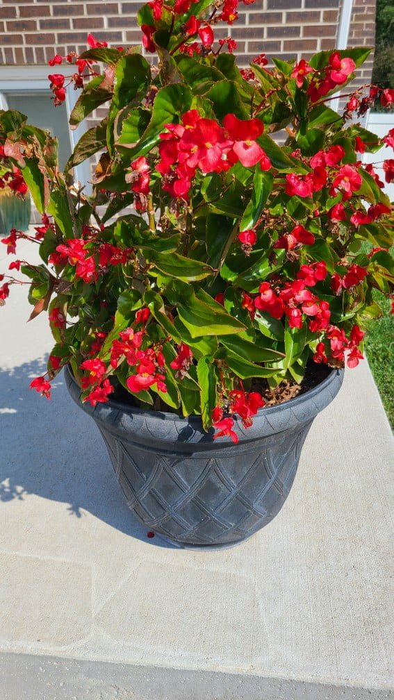 Image of a container of Dragon Wing Begonias grown in 2022 showing how well they havegrown. These Begonias has been primarily watered with an olla.